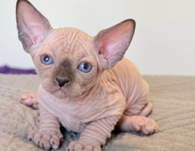 Romeo  Sphynx