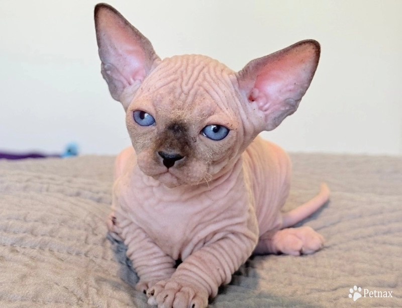 Romeo  Sphynx