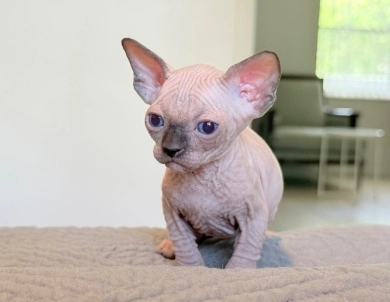 Hamlet Sphynx