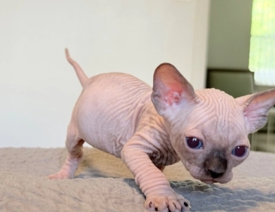 Hamlet Sphynx