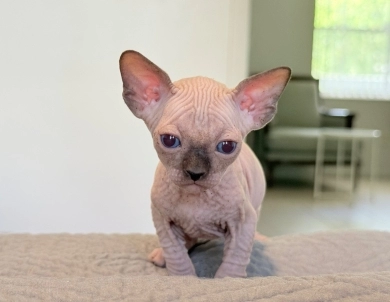 Hamlet Sphynx