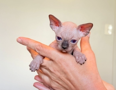 Hamlet Sphynx