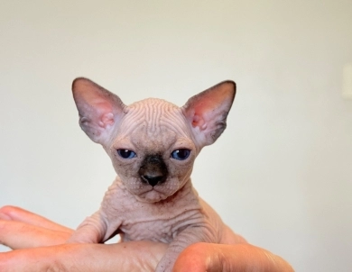 Hamlet Sphynx