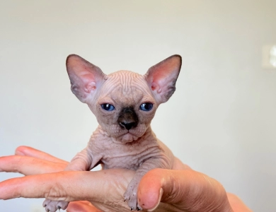 Hamlet Sphynx