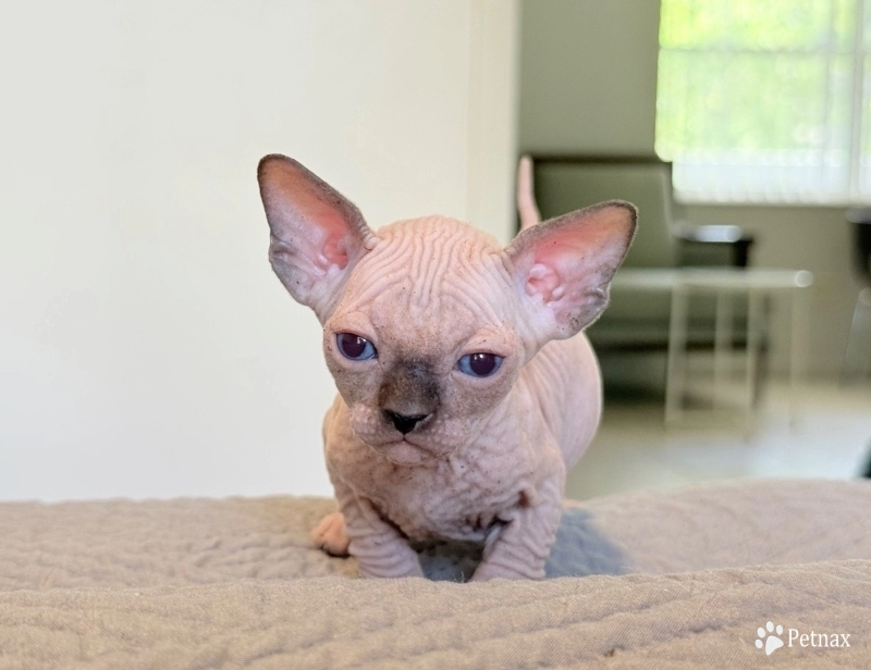Hamlet Sphynx