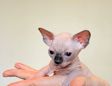 Hamlet Sphynx