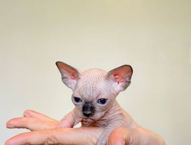 Hamlet Sphynx