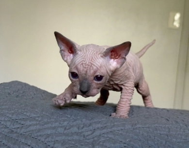 Timon Sphynx