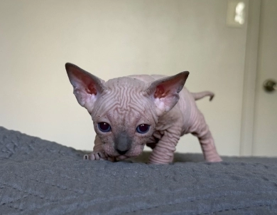 Timon Sphynx
