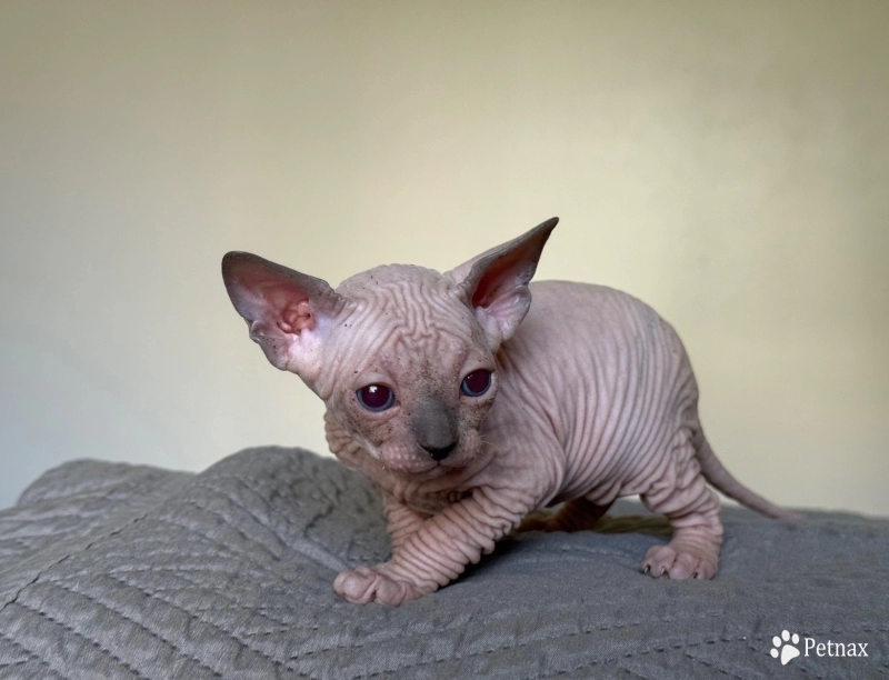 Timon Sphynx