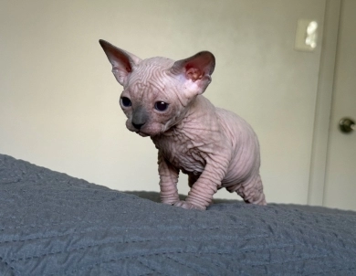Timon Sphynx