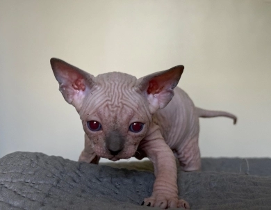 Timon Sphynx