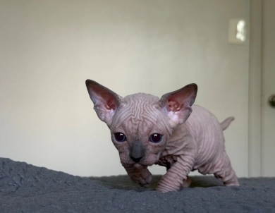 Timon Sphynx
