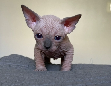 Timon Sphynx