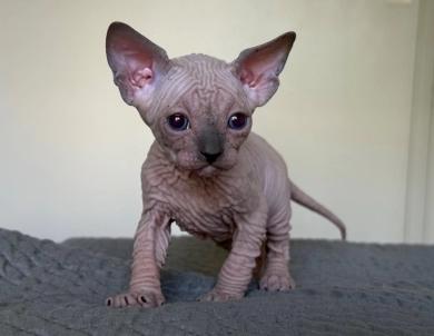 Timon Sphynx