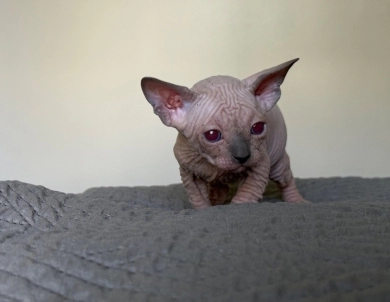Timon Sphynx