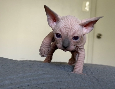 Timon Sphynx