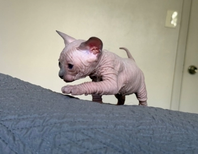 Timon Sphynx