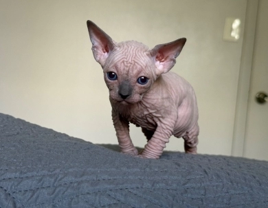 Timon Sphynx