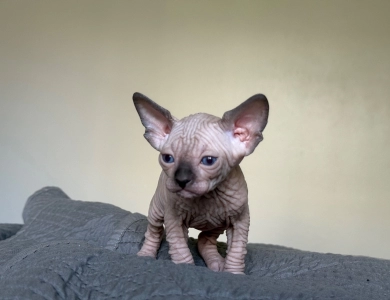Iago Sphynx
