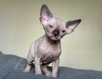 Iago Sphynx
