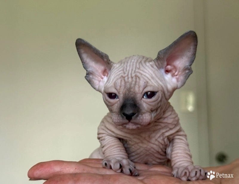 Iago Sphynx