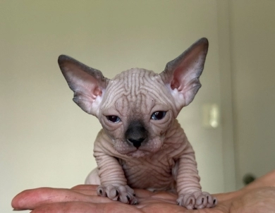 Iago Sphynx