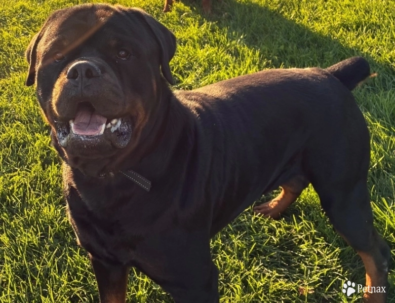 Duramax Vom Crow Papin  Rottweiler