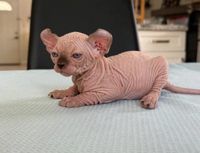 Juliet Sphynx