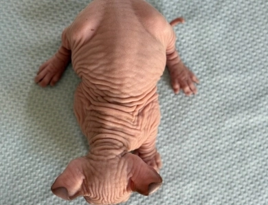 Juliet Sphynx