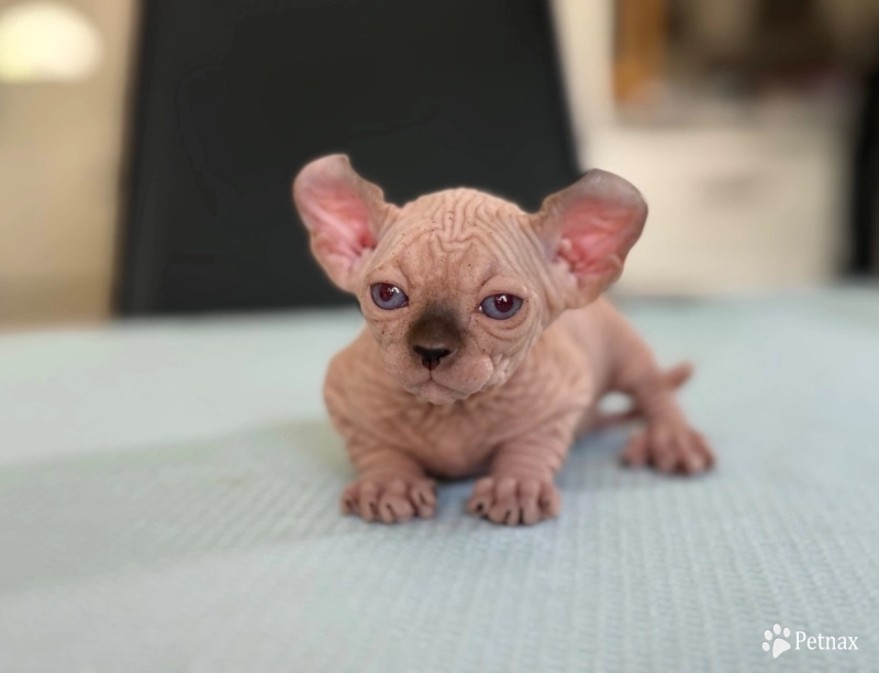 Juliet Sphynx