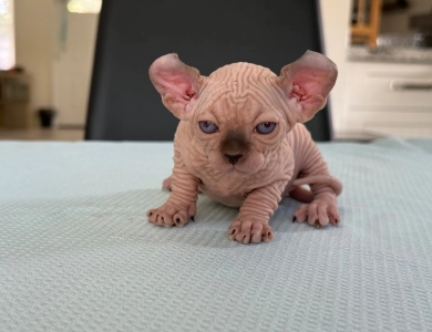 Juliet Sphynx