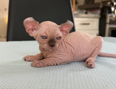 Juliet Sphynx