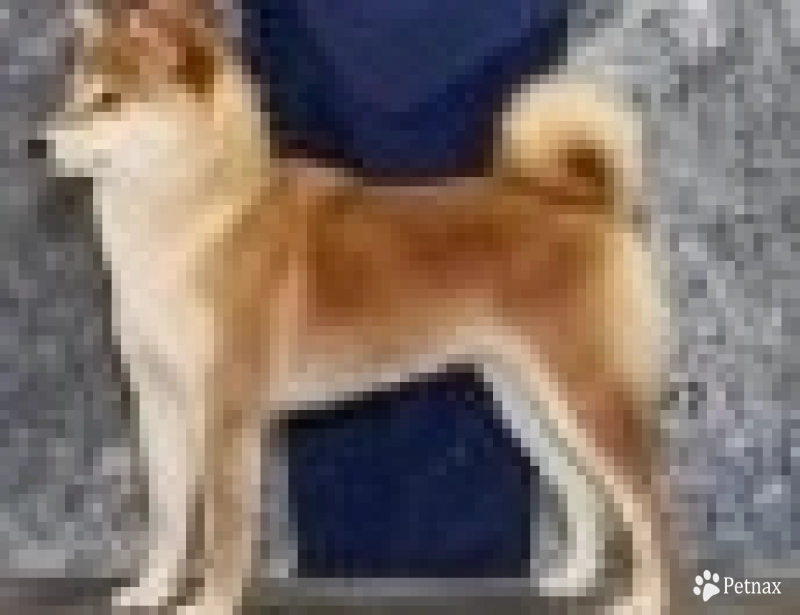 Stella Shiba Inu