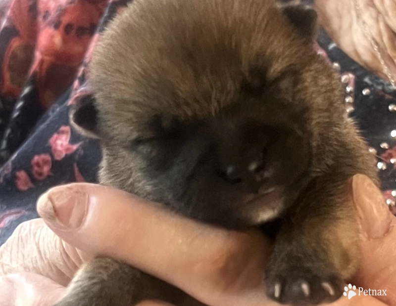 Stella Alpha Boy 1 - Legacy Shiba Inu