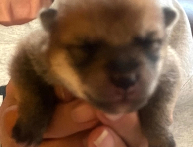 Stella Alpha Boy 2 - Hank