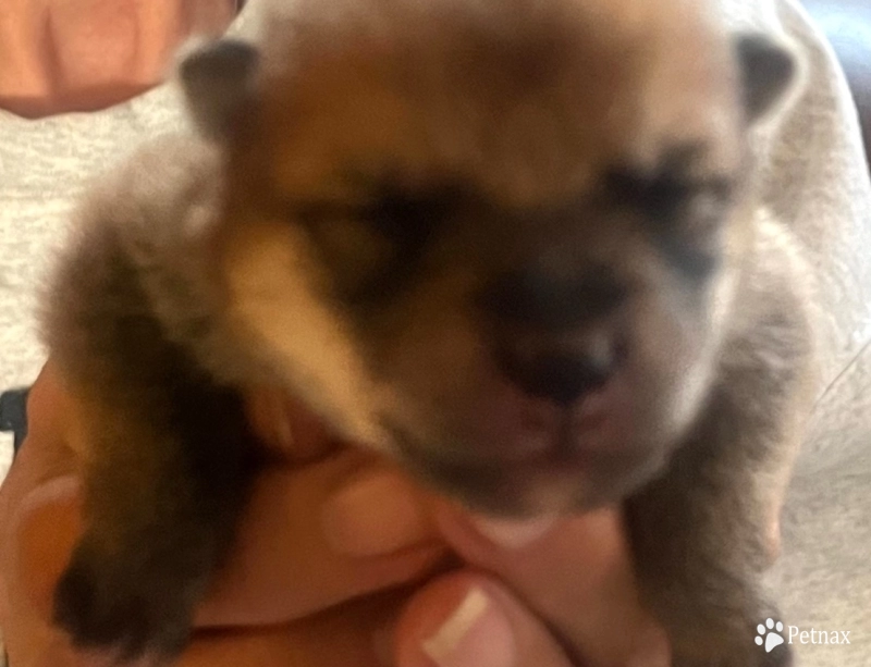 Stella Alpha Boy 2 - Hank Shiba Inu