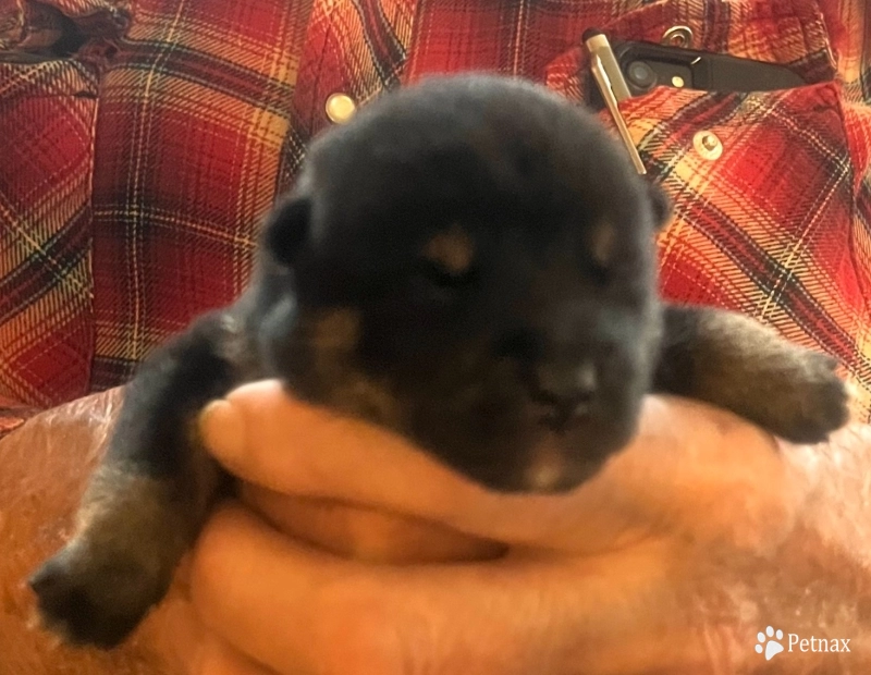 Stella Alpha Boy 3 -Elvis Shiba Inu