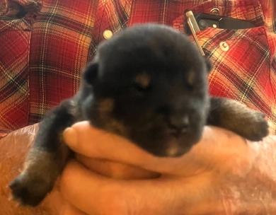 Stella Alpha Boy 3 -Elvis