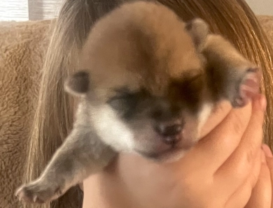 Stella Alpha Girl 4 - Echo