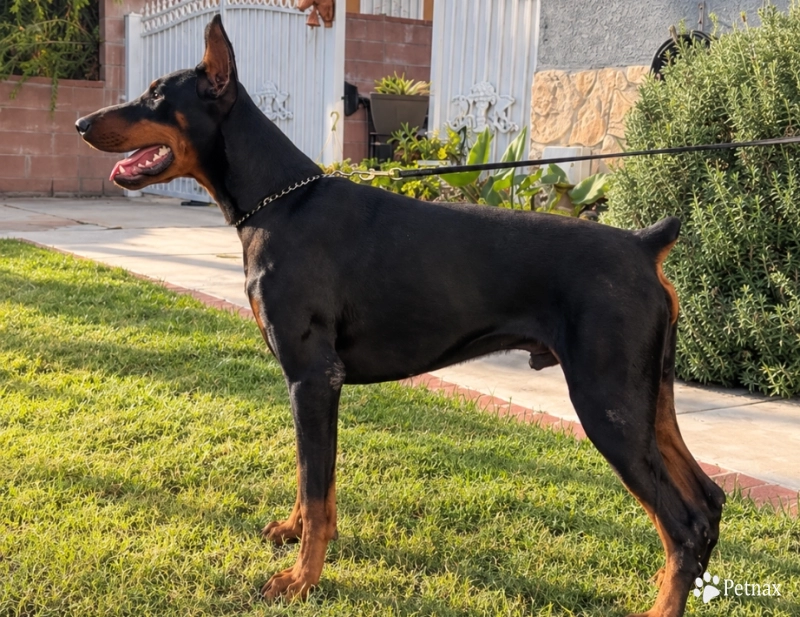 Vasquez's Rollo Doberman Pinscher