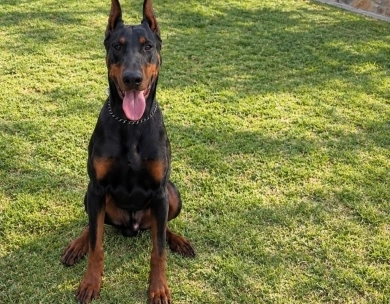 Vasquez's Rollo Doberman Pinscher