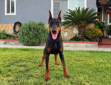 Vasquez's Rollo Doberman Pinscher