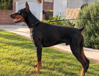 Vasquez's Rollo