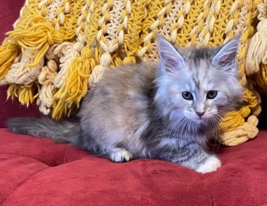 Silver tabby female, $2,200. Kittens for Sale