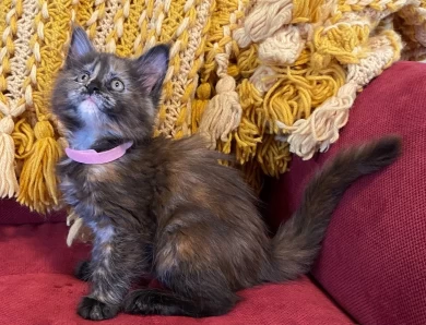 Split face tortoiseshell #2 Kittens for Sale