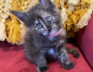 Split face tortoiseshell #2 Kittens for Sale