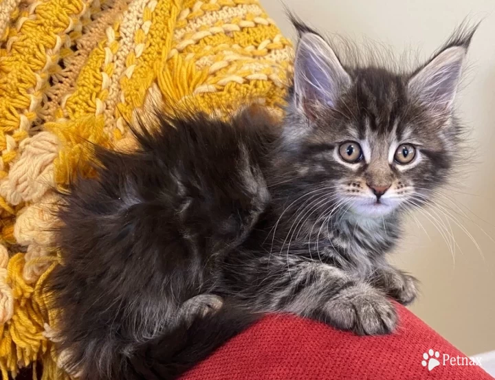 Silver tabby female Kittens for Sale