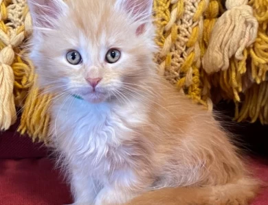 Silver tabby female Kittens for Sale