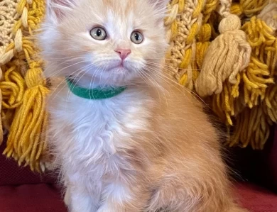 Red silver male/ Green collar Kittens for Sale
